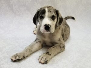 great dane puppies cheap