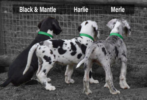 great dane puppies new york
