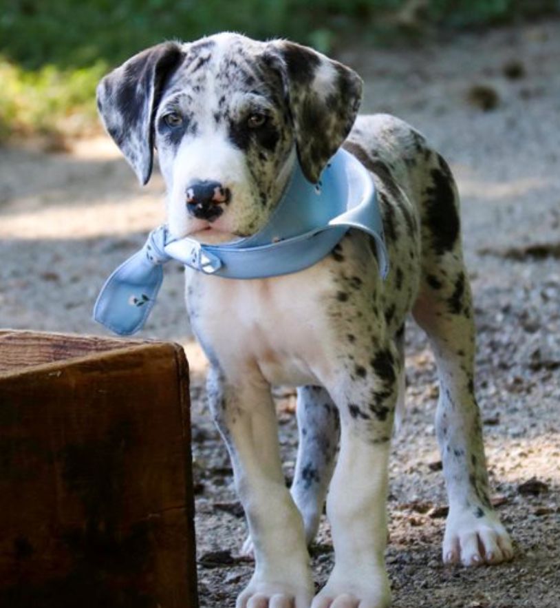 great dane puppies adoption
