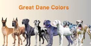 Great Dane puppies