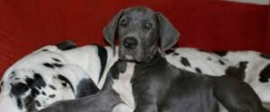 available great dane puppies